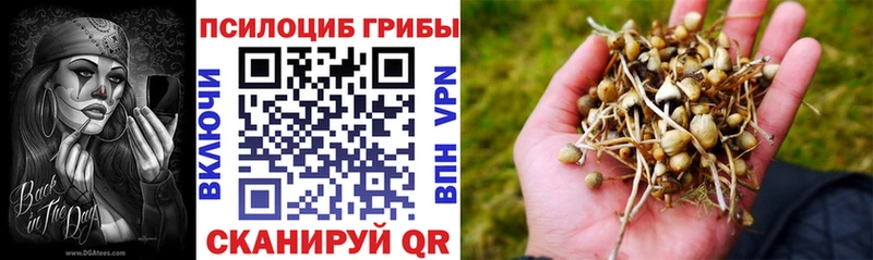 Псилоцибиновые грибы Psilocybe  купить наркоту  Цимлянск 